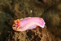 Nudibranch Ã¢â¬â Noumea romeri